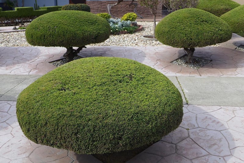 Pruning and trimming