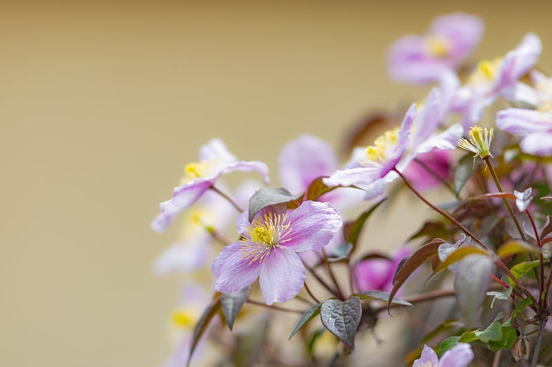 Flowering Vine Trellis