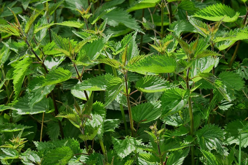 Herbs in vertical garden