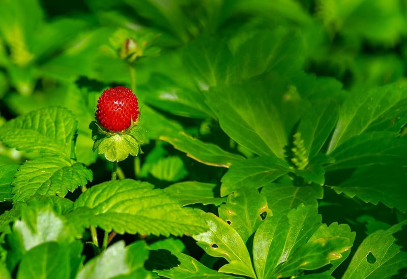 Strawberries in vertical garden