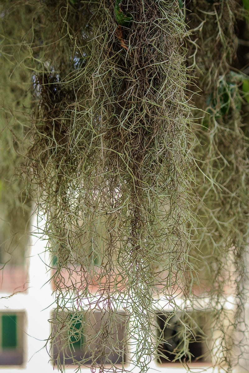 Air Plants